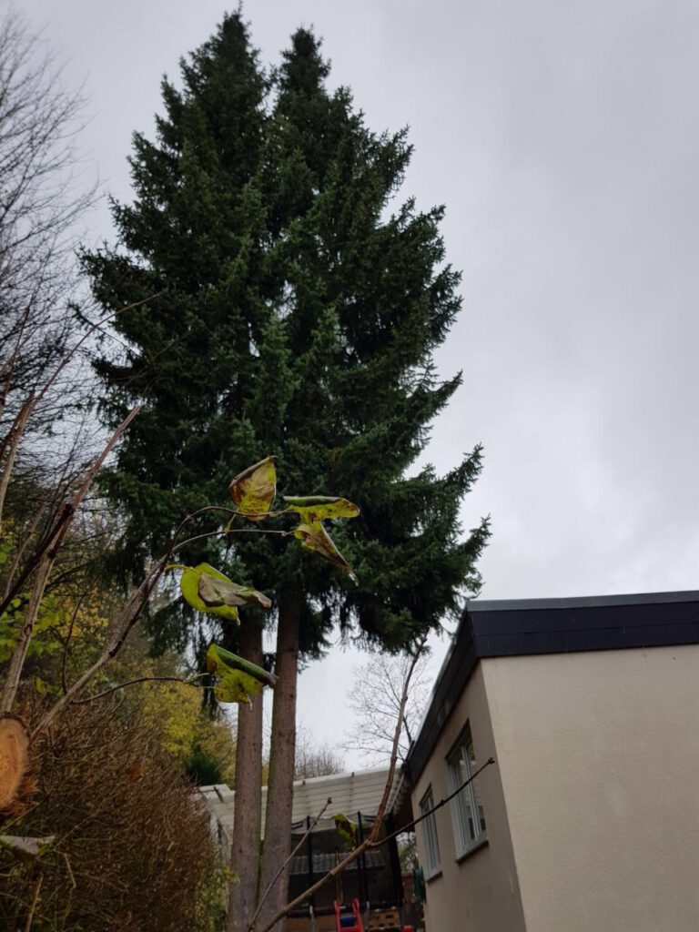 Schwer zugängliche Bäume auf engem Raum...