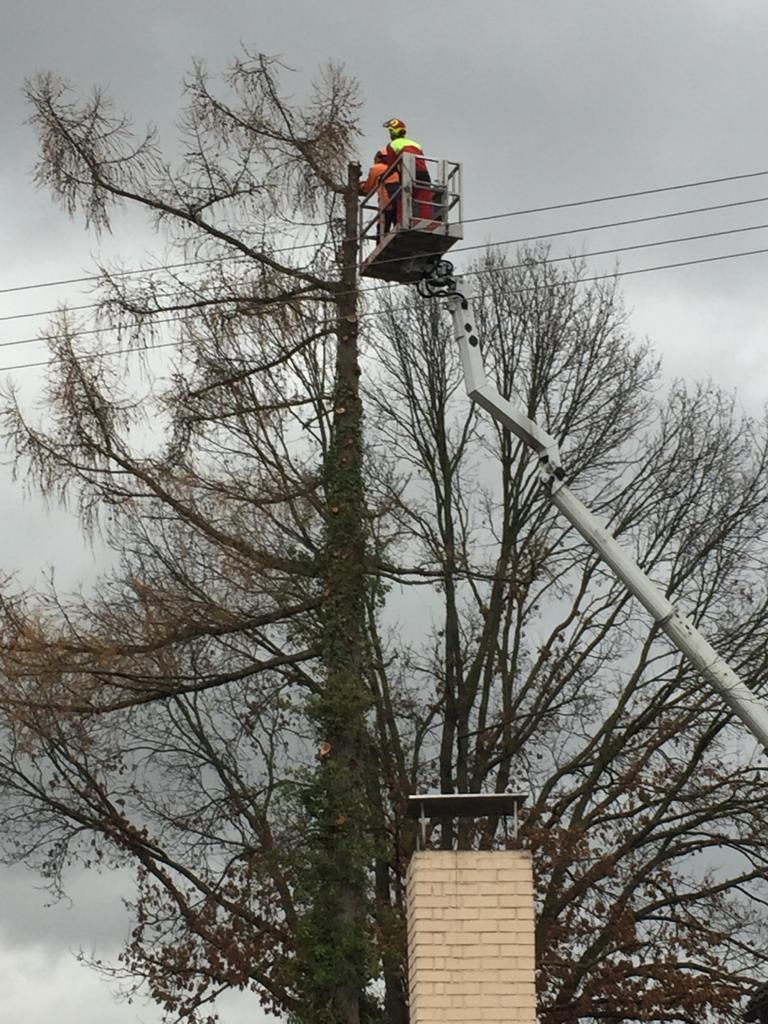 Baum stückweise abtragen mittels Hubarbeitsbühne