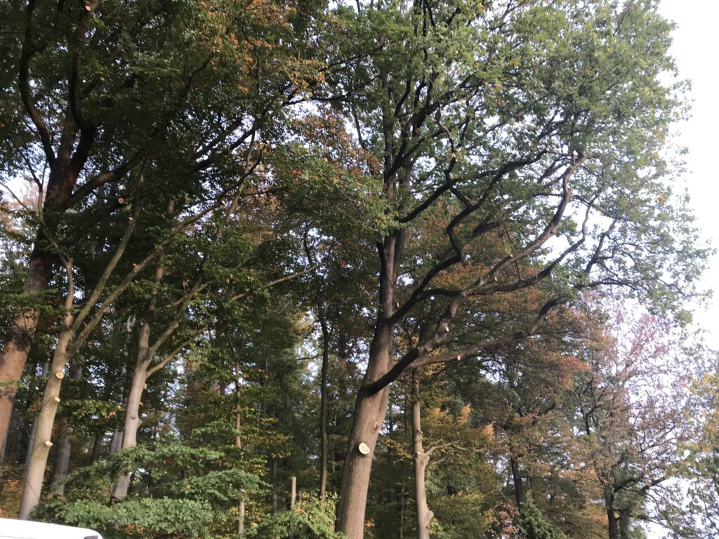 Totholzentfernung & Lichtraumprofil