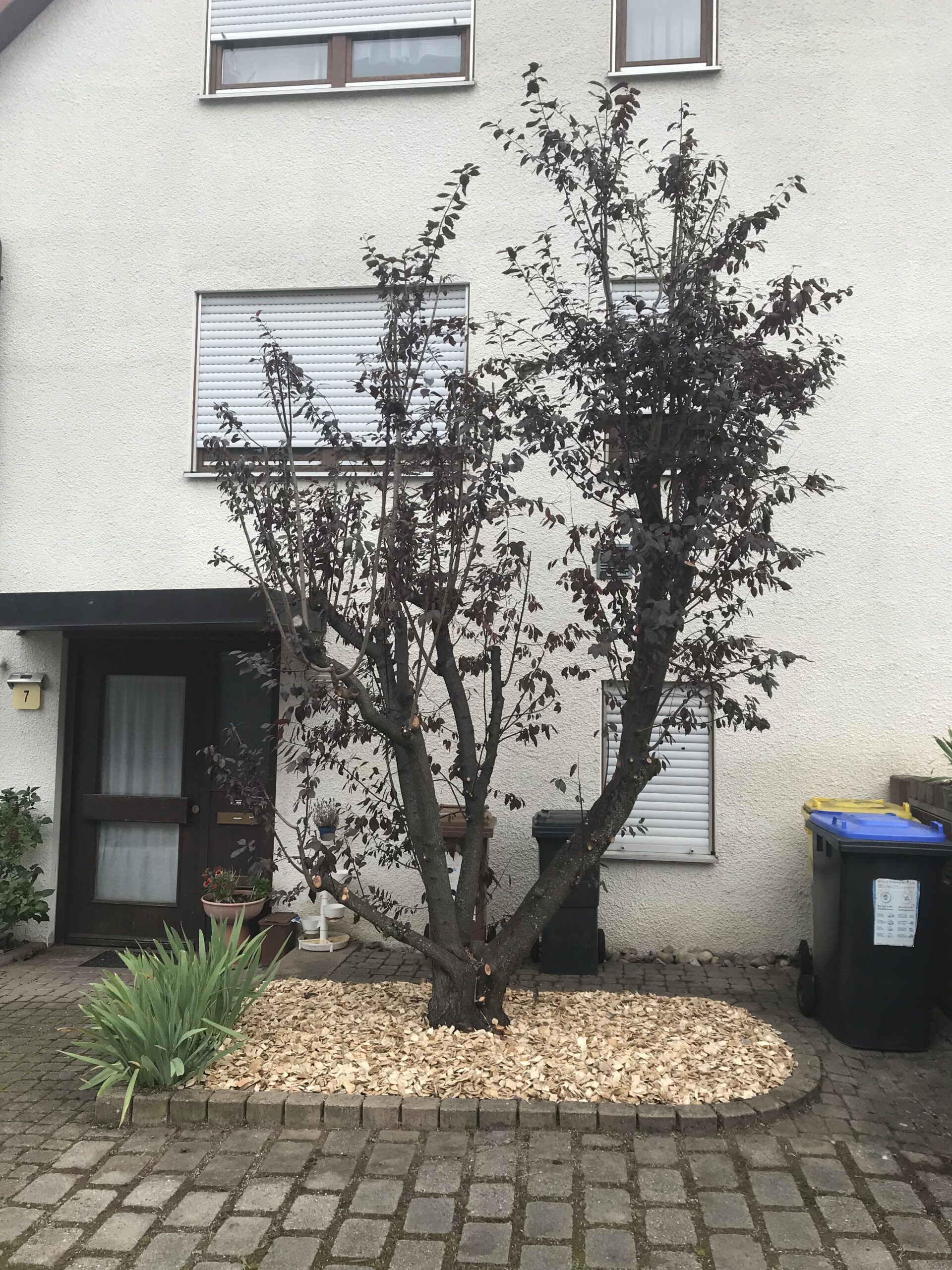 Professionelle Gartenpflege in Ludwigsburg Baum mit Hackschnitzeln