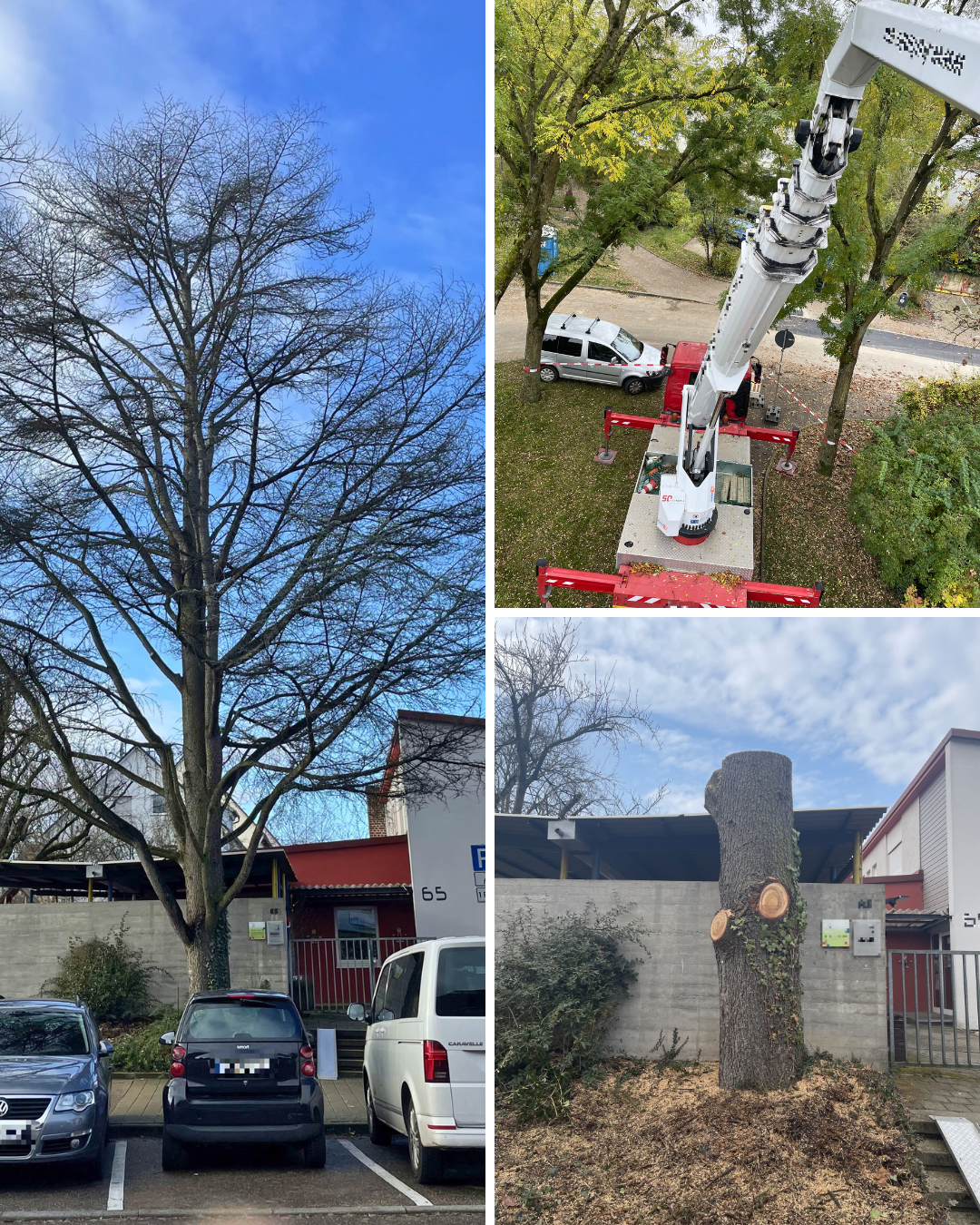 Baumfällung in Ludwigsburg mit Hubarbeitsbühne durch Arbor Cut