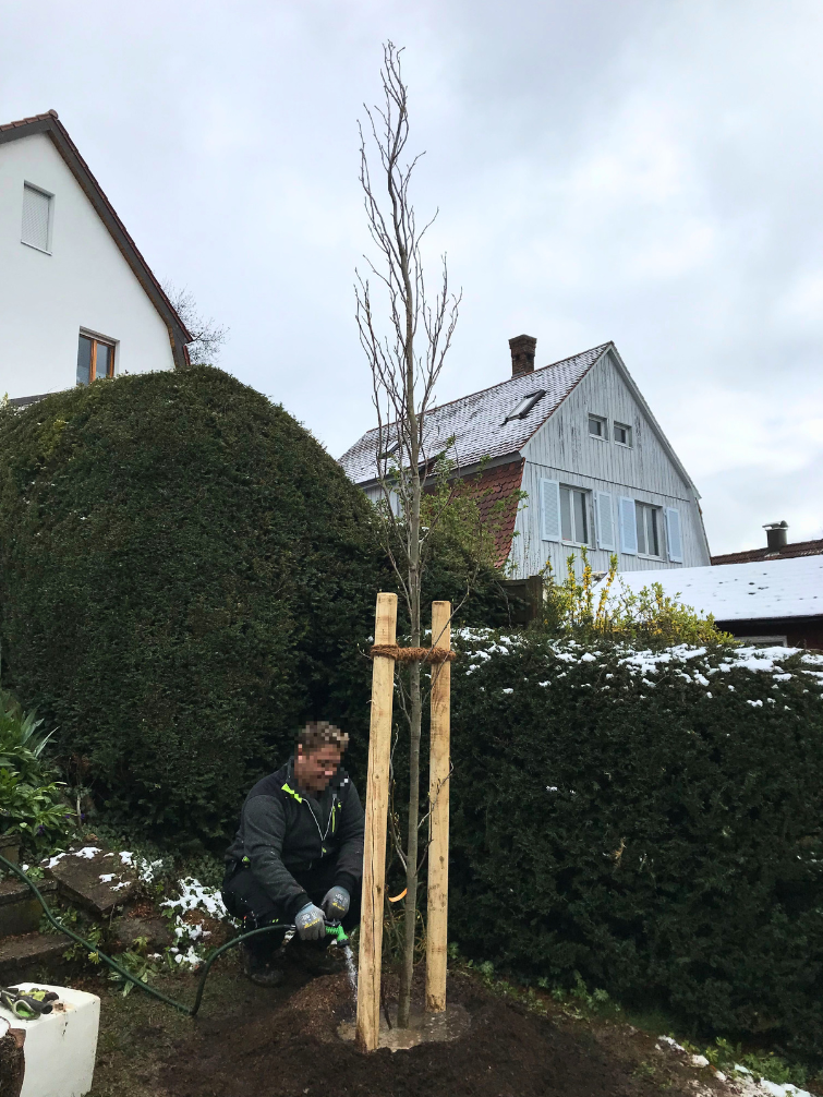 Mitarbeiter bei der Baumpfanzung in Ludwigsburg