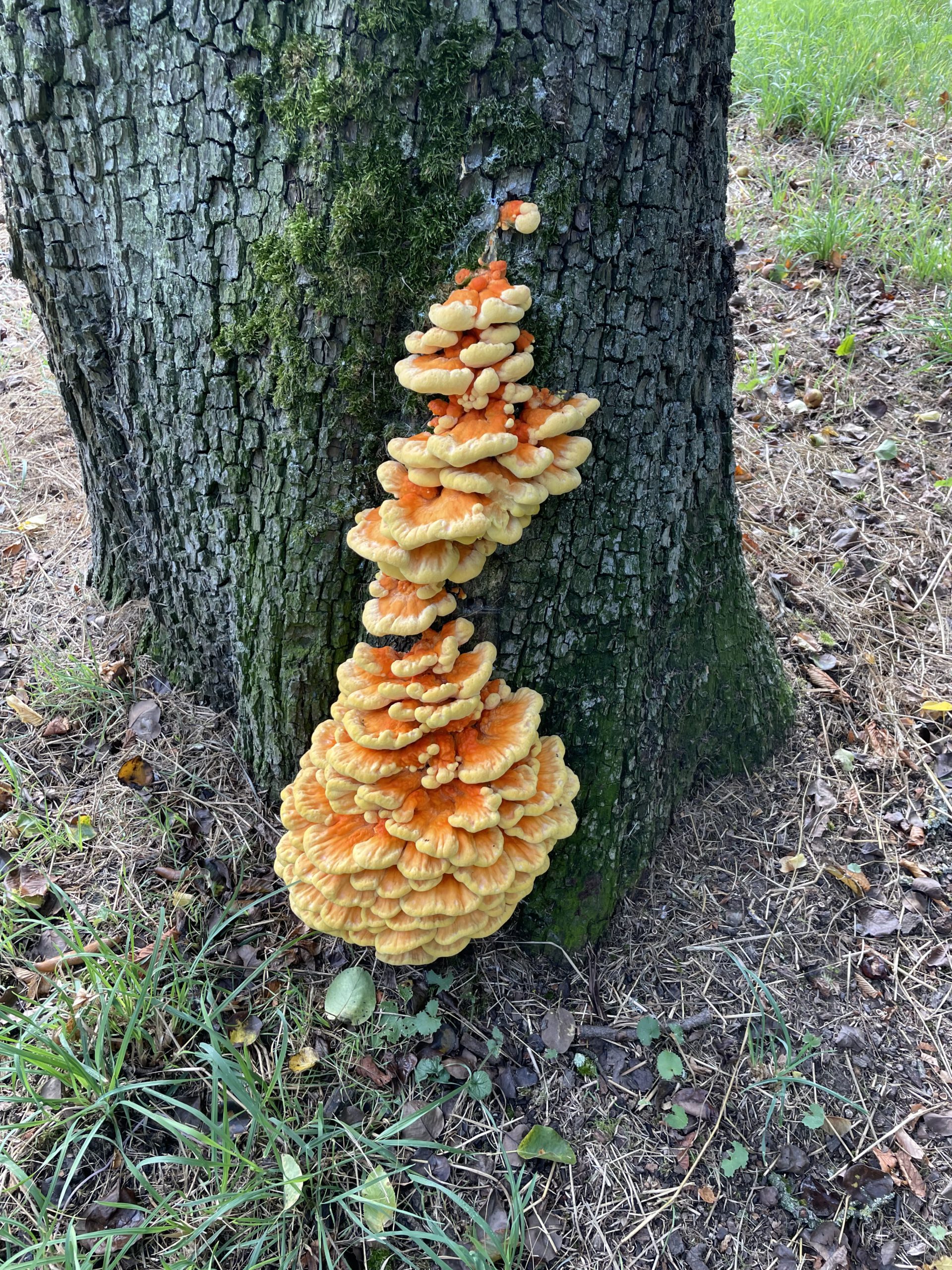 Baumuntersuchung Ludwigsburg mit moderner Messtechnik - Pilz am Baumstamm