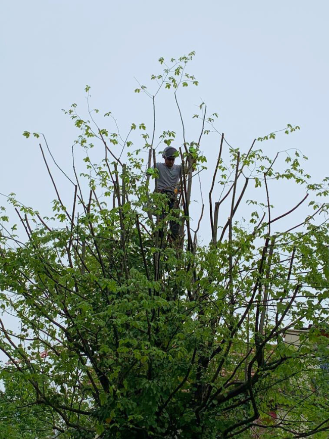 Baumpfleger bei der Arbeit