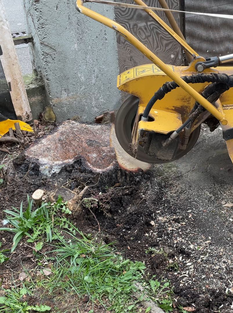 Wurzelstockfräse im Einsatz