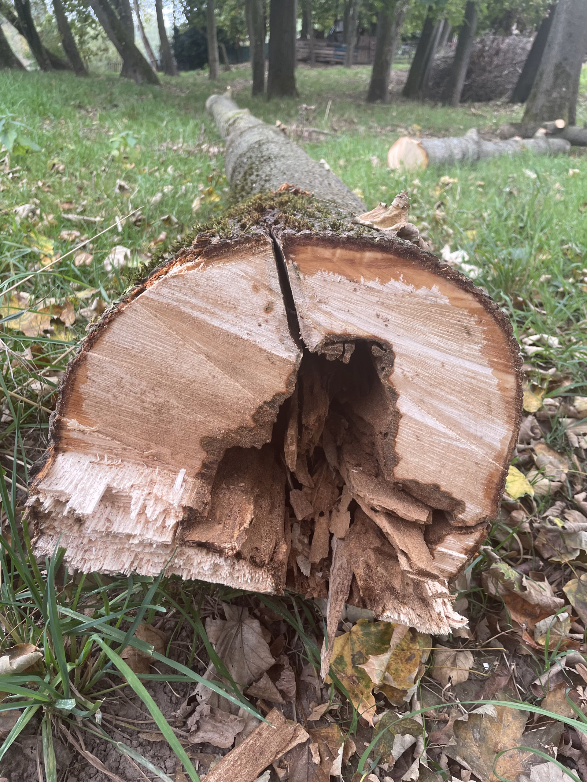Leistungen Baumpflege und Gartenpflege Ludwigsburg