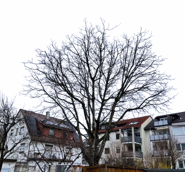 Professionelle Baumpflege Ludwigsburg – Arbor Cut Baumpfleger in Seilklettertechnik